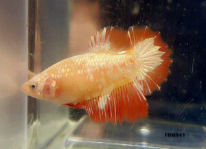 FHM941 - HALFMOON Fancy Orange Copper