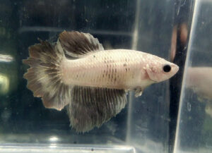 Betta hembra rosetail platinum copper