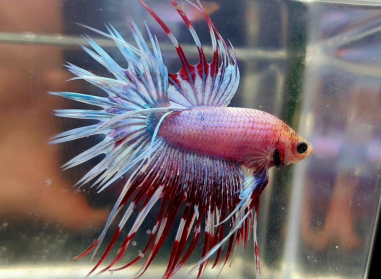 betta macho crowntail fancy