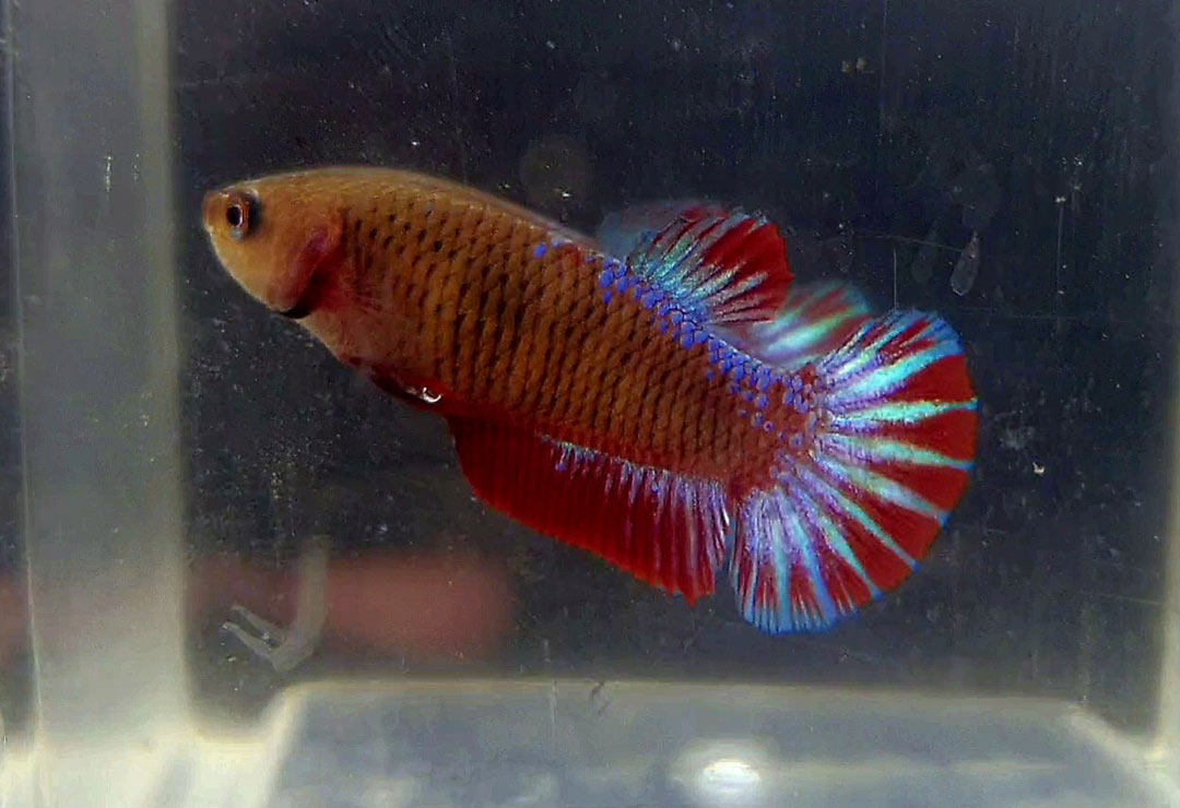 Betta hembra Classic Startail short tail
