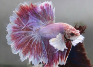 betta macho Dumbo Lavender Longtail