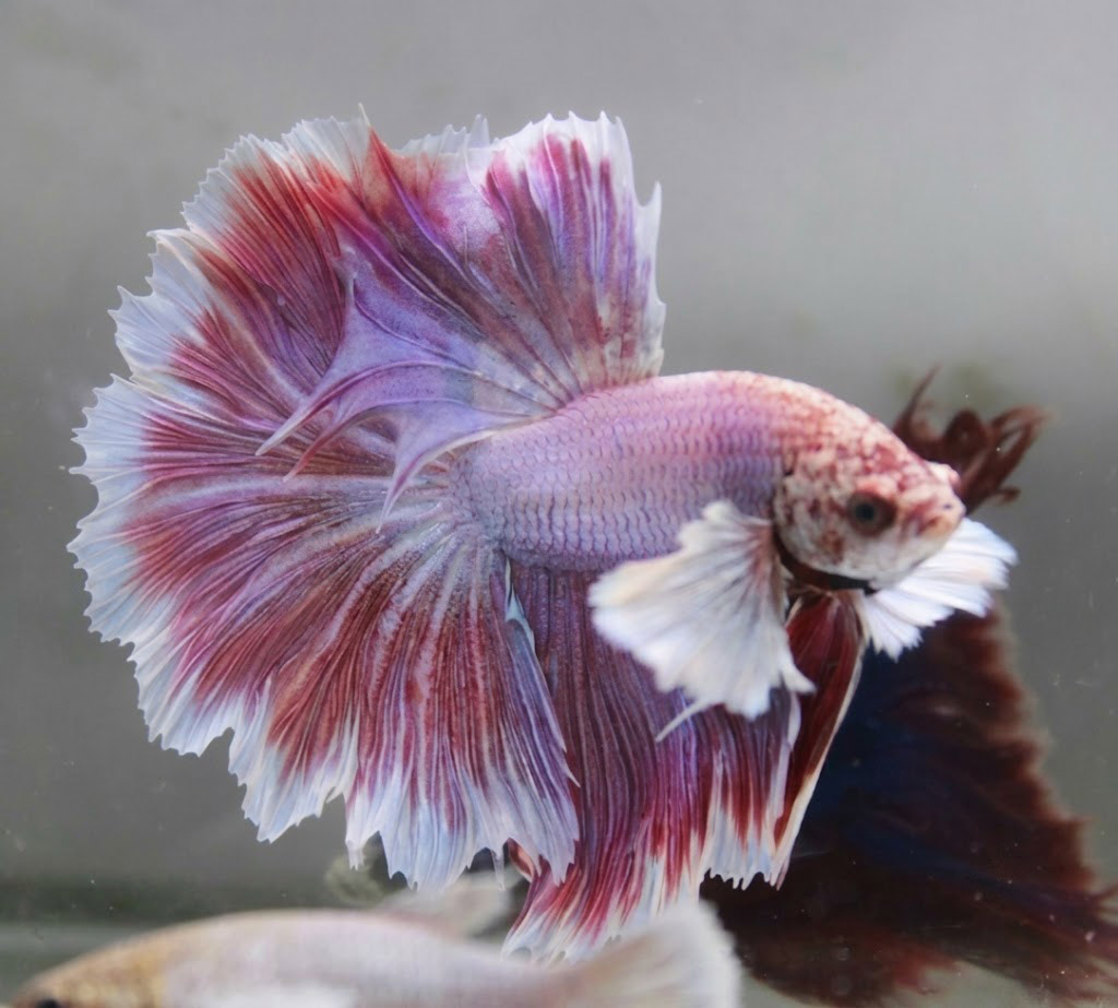 betta macho Dumbo Lavender Longtail