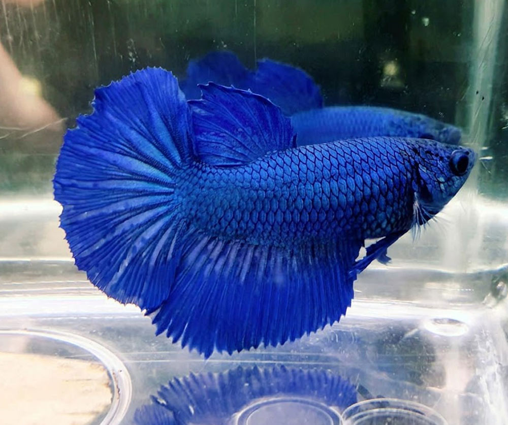 betta hembra rosetail blue dragon