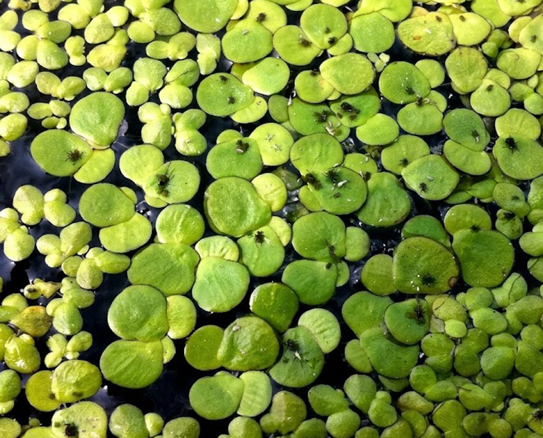 spirodela polyrrhiza lenteja mayor