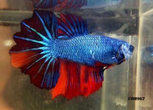 FHM967 - ROSETAIL Fire Nemo Fancy