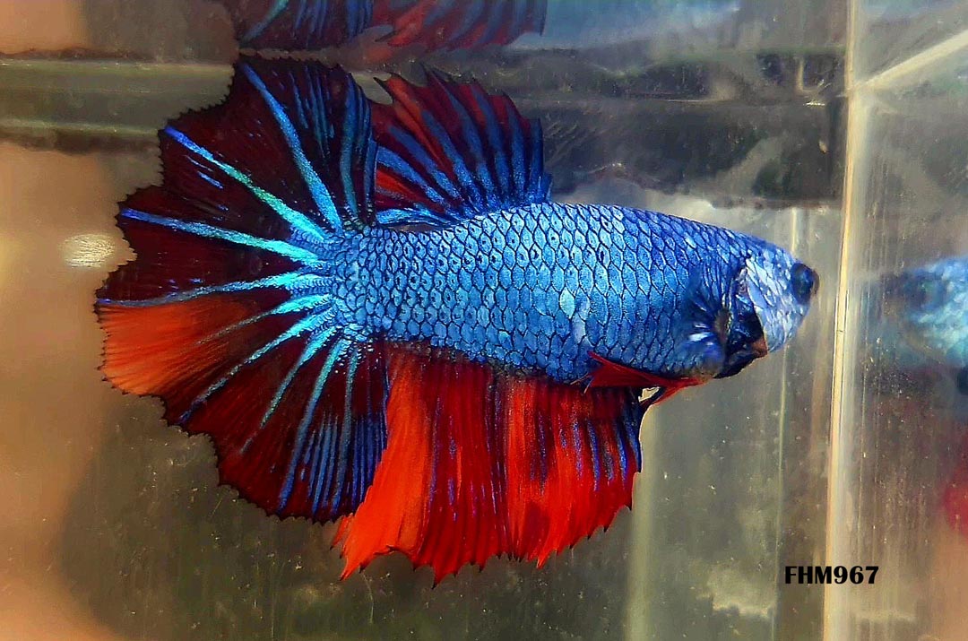 FHM967 - ROSETAIL Fire Nemo Fancy