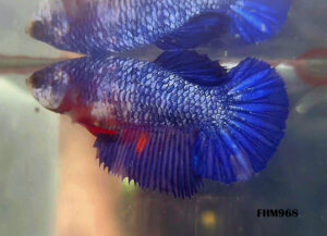 FHM968 - HALFMOON Blue Galaxy