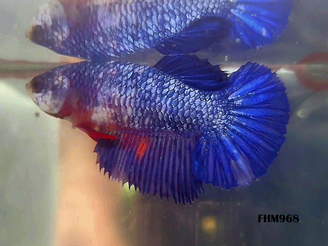FHM968 - HALFMOON Blue Galaxy