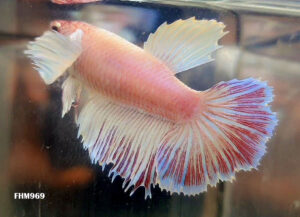 FHM969 - ROSETAIL DUMBO Lavender White