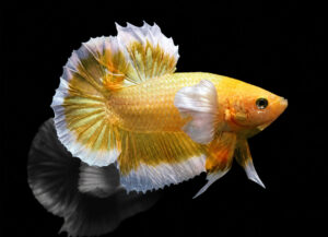 betta macho dumbo gold short tail hmpk plakat