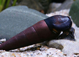 caracol faunus