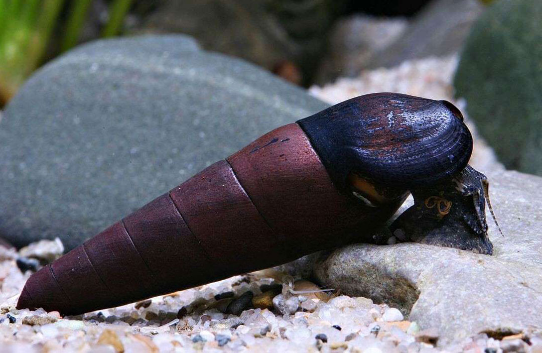 caracol faunus