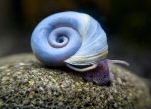 planorbis azul blue