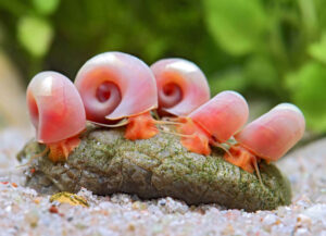planorbis rosa pink