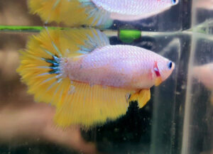 betta hembra halfmoon fancy yellow