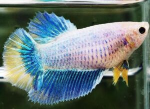 betta hembra rosetail mascot green sun