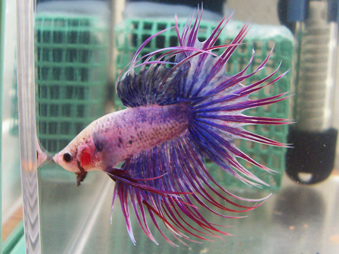 betta macho crowntail mascot violet
