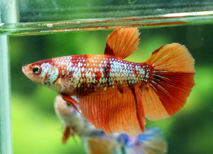 betta hembra nemo galaxy longtail halfmoon