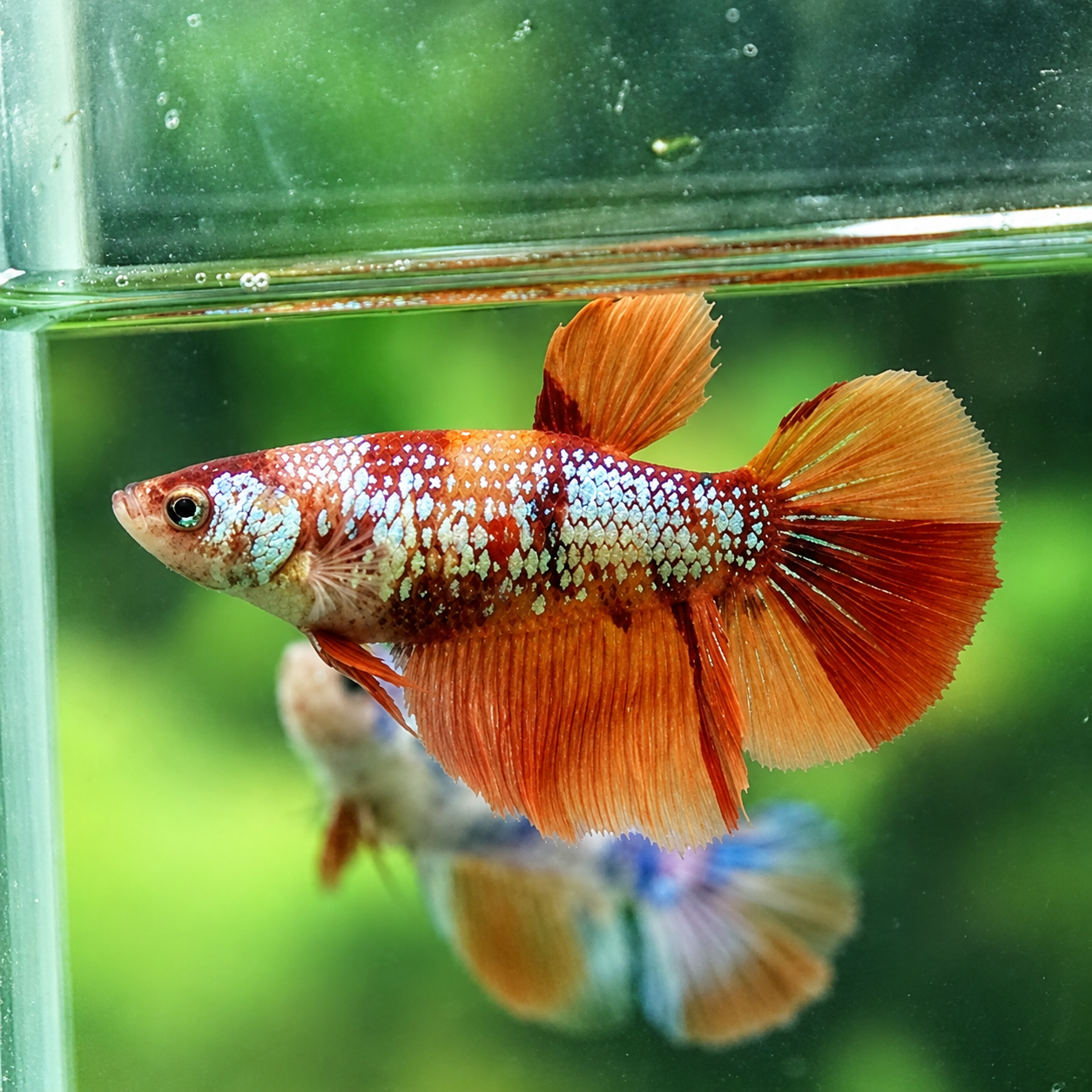 betta hembra nemo galaxy longtail halfmoon
