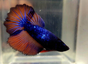 beta hembra rosetail armageddon blue