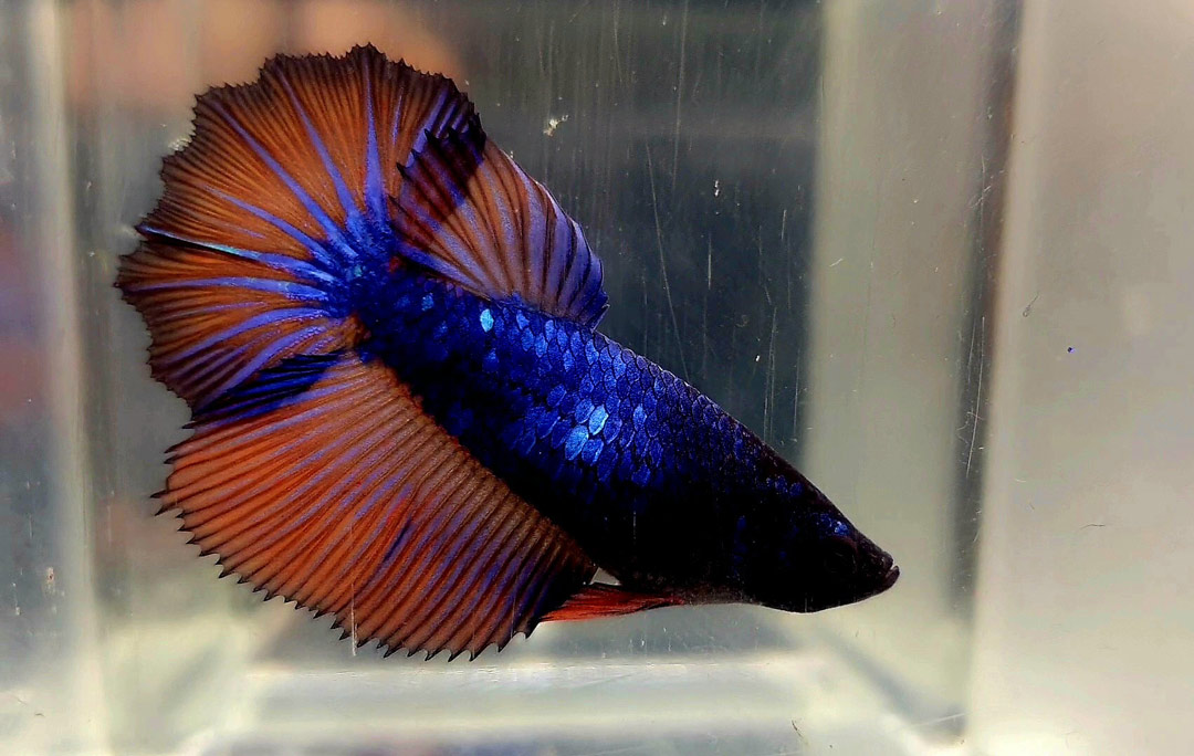 beta hembra rosetail armageddon blue