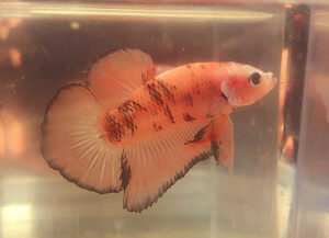 Betta macho Tangerine Tiger short tail