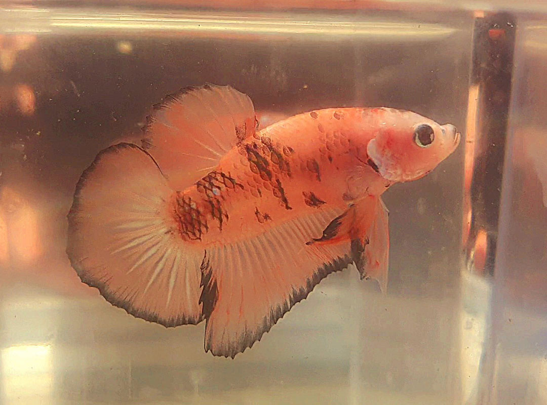 Betta macho Tangerine Tiger short tail