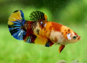 betta hembra candy short tail plakat