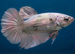 betta hembra copper dragon short tail plakat