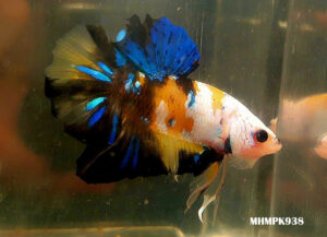 MHMPK938 - HMPK Bumblebee Galaxy