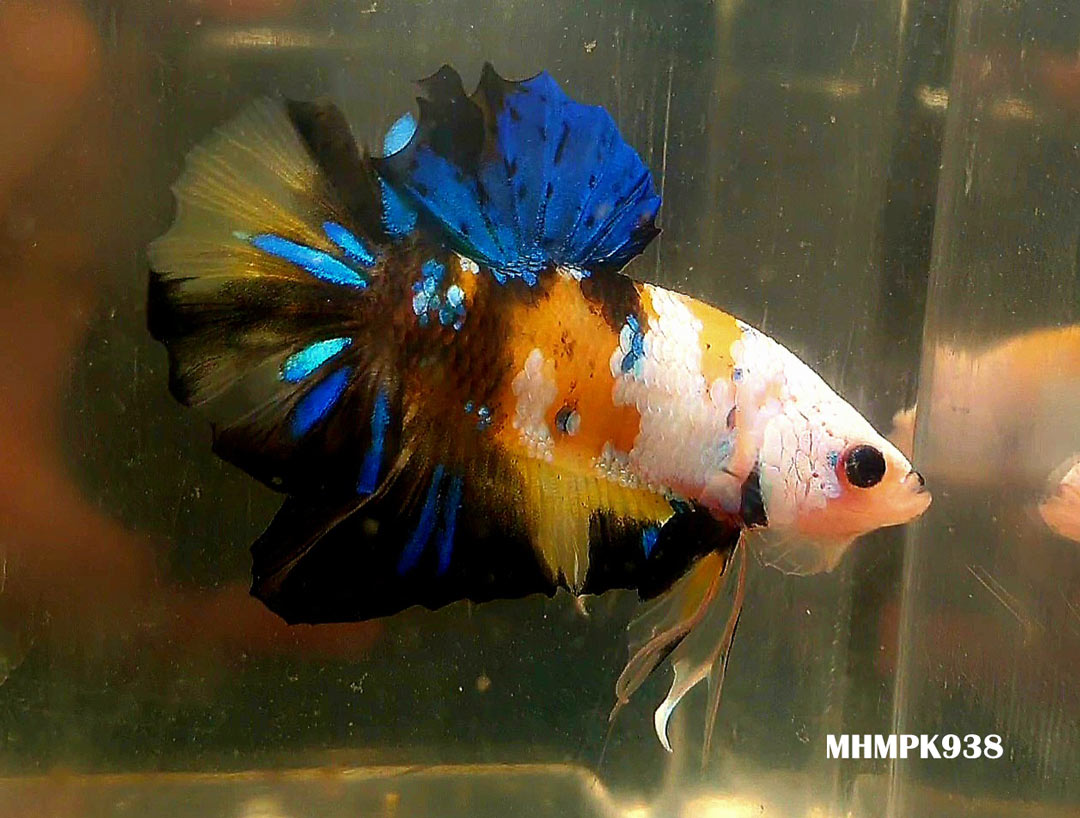 MHMPK938 - HMPK Bumblebee Galaxy