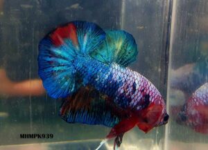 MHMPK939 - OHMPK Multicolor Galaxy