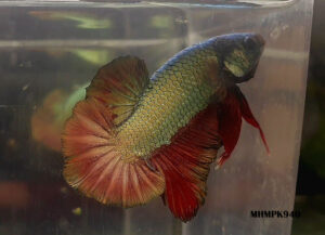 MHMPK940 - OHMPK Red Gold Copper Dragon
