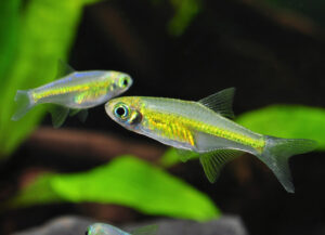 rasbora kubotai