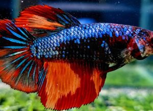 betta hembra nemo fire metallic longtail halfmoon