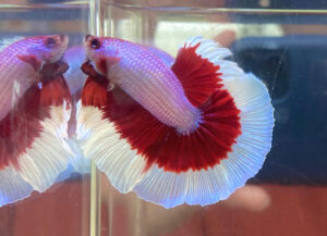 betta macho halfmoon purple butterfly