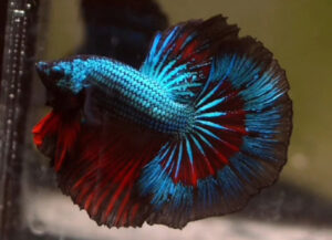 betta macho halfmoon vampire green