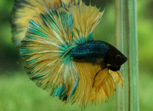 betta macho halfmoon mustard gas