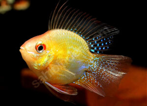ramirezi gold balon