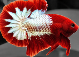 betta macho red fancy copper short tail