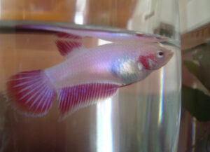 betta hembra veiltail lavender