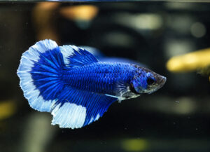 betta hembra halfmoon blue butterfly