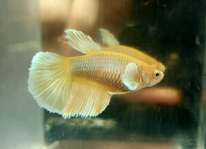 betta hembra yellow salamander big ears