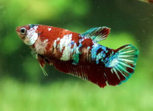 betta hembra koi galaxy red short tail