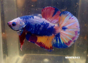 MHMPK943 - OHMPK Multicolor Dragon