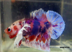 MHMPK946 - HMPK DUMBO Koi