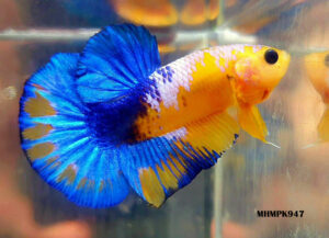 MHMPK947 - HMPK Hellboy Yellow