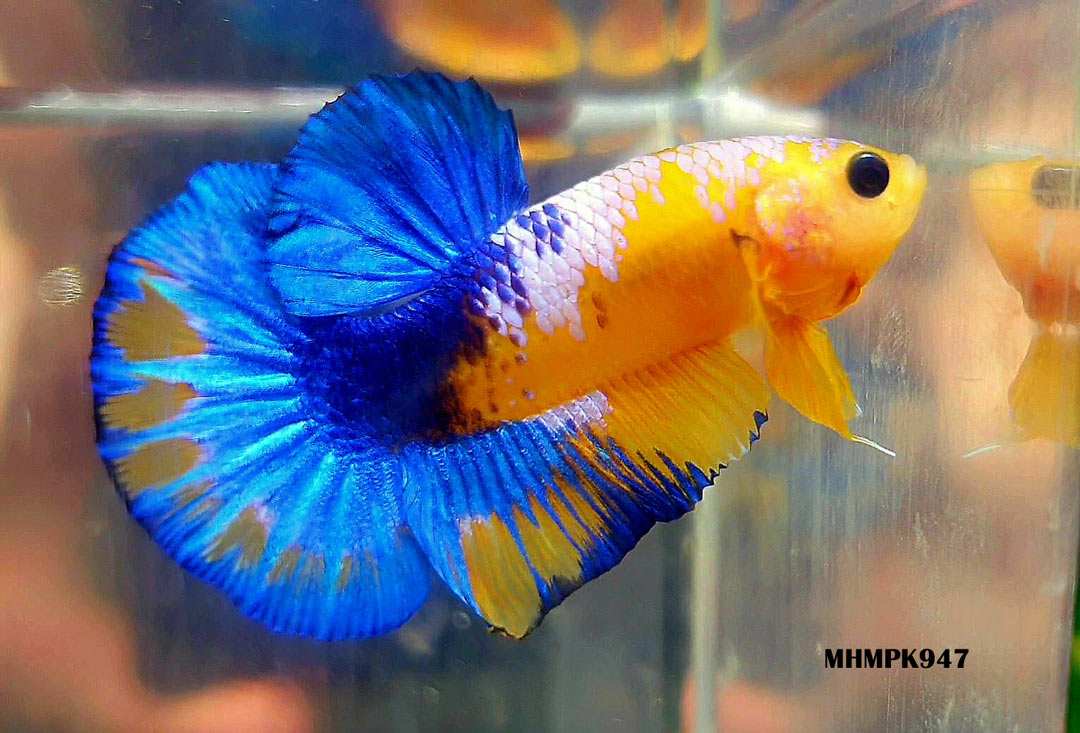 MHMPK947 - HMPK Hellboy Yellow