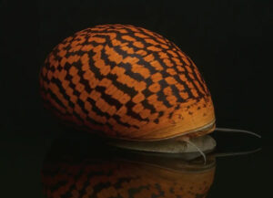 Caracol Tigre