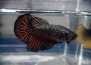 betta hembra rosetail vampire copper